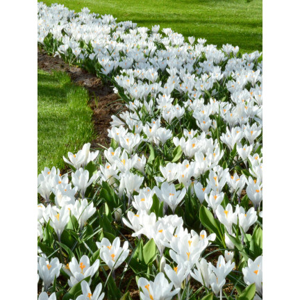 CEB11 KROKUS JEANNE D'ARC WEISSE BLUMENZWIEBELN 50 STK.