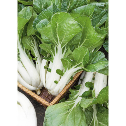 W3779 CHINESISCHER PAK CHOI KOHL 1G CHINESISCHE KOHLSAMEN TORAF