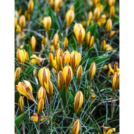 CEB18 KROKUSZWIEBELN KROKUS GELB FUSCOTINCTUS CHRYSANTHUS 50PCS