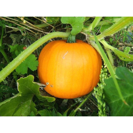W1038 GOLIAS KÜRBIS CUCURBITA MAXIMA SAMEN KÜRBISFRUCHT BIS ZU 30KG 4G