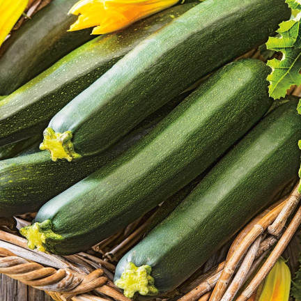 W1032 SCHWARZE SCHÖNHEIT Cucurbita pepo L. 5G