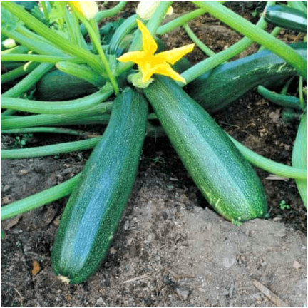 W1032 SCHWARZE SCHÖNHEIT Cucurbita pepo L. 5G