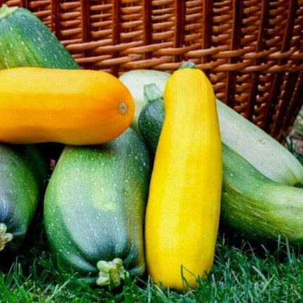 W1261 ZUCCHINI MIX CUCURBITA SORTEN VERSCHIEDENE FARBEN FORM BLUMEN 3G