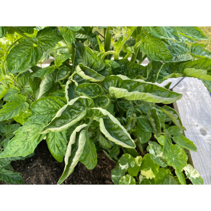 SUM39 Sumin Help Plant CU 20ml Kupfermangel Pflanzenspray
