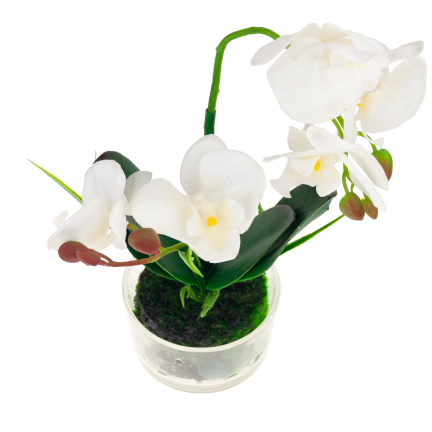 CV05030-1 ORCHIDEE IM TOPF WEISS GUMMIERT ZWEISTÄMMIG GROSS
