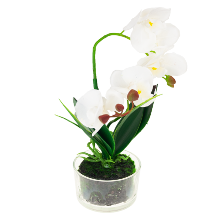 CV05030-1 ORCHIDEE IM TOPF WEISS GUMMIERT ZWEISTÄMMIG GROSS
