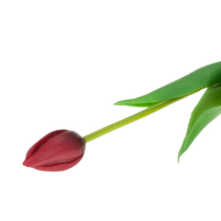 CV07588-10 EINZELN GUMMIERTE TULPE ROT WIE LIVE