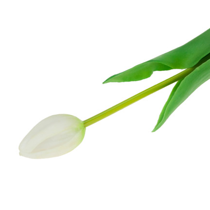 CV07588-1 EINZELNER gummierter TULIPAN weiß AS LIVE FLOWER