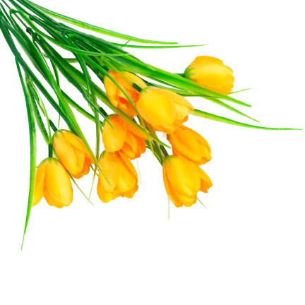 CV07855-5 TULPEN GELBE BLUMEN IM STRAUSS TULIP DEKORATION