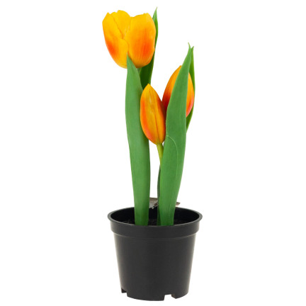 CV10553-4 TULPEN GUMMIERTE BLUMEN ALS LIVE PREMIUM IM TOPF ORANGE