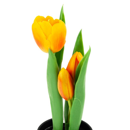 CV10553-4 TULPEN GUMMIERTE BLUMEN ALS LIVE PREMIUM IM TOPF ORANGE