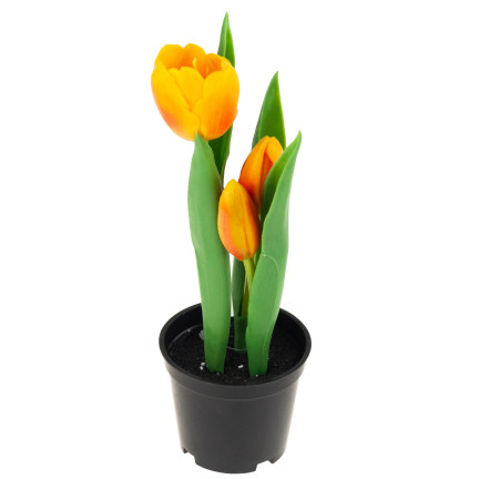 CV10553-4 TULPEN GUMMIERTE BLUMEN ALS LIVE PREMIUM IM TOPF ORANGE