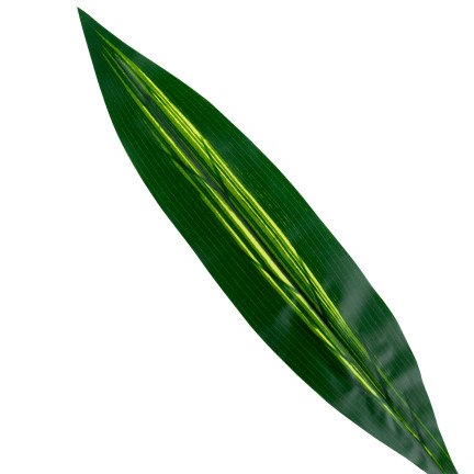 CV15772 DRACENA, DRACENA LEAF GREEN PICTURE FLOWERS 60cm Rohrsäbel