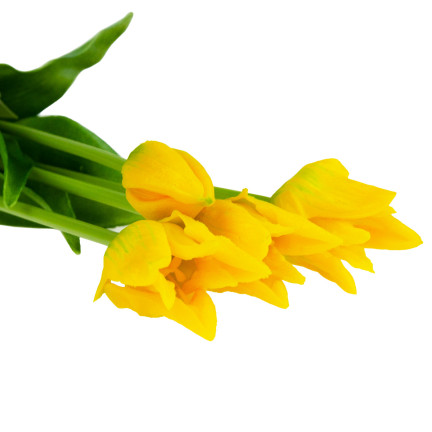 CV17691-3 TULIP BOUQUET GUMMIERT 5PC ALS LIVE