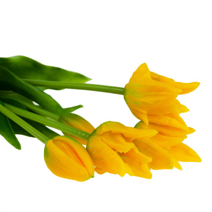 CV17691-3 TULIP BOUQUET GUMMIERT 5PC ALS LIVE