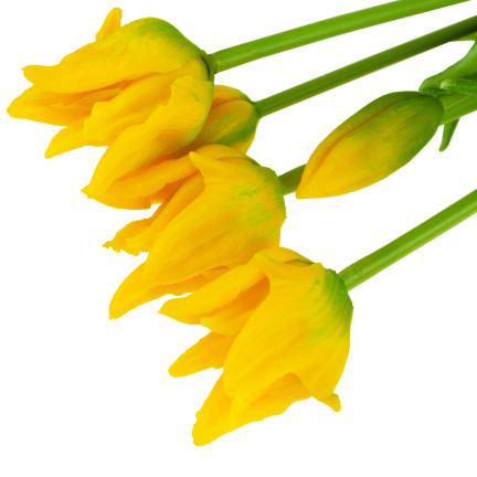 CV17691-3 TULIP BOUQUET GUMMIERT 5PC ALS LIVE