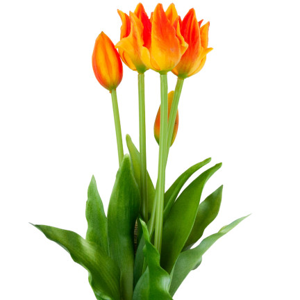 CV17691-4 TULPE TULPE PAPAGEI BOUQUET GUMMIERT ALS LEBENDE ORANGE