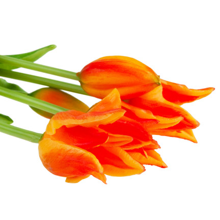CV17691-4 TULPE TULPE PAPAGEI BOUQUET GUMMIERT ALS LEBENDE ORANGE