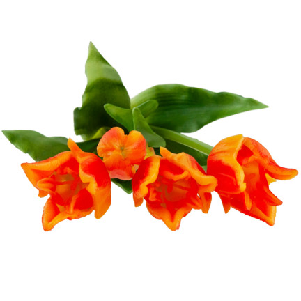 CV17691-4 TULPE TULPE PAPAGEI BOUQUET GUMMIERT ALS LEBENDE ORANGE