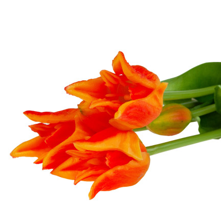 CV17691-4 TULPE TULPE PAPAGEI BOUQUET GUMMIERT ALS LEBENDE ORANGE