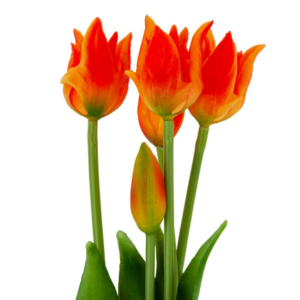 CV17691-4 TULPE TULPE PAPAGEI BOUQUET GUMMIERT ALS LEBENDE ORANGE