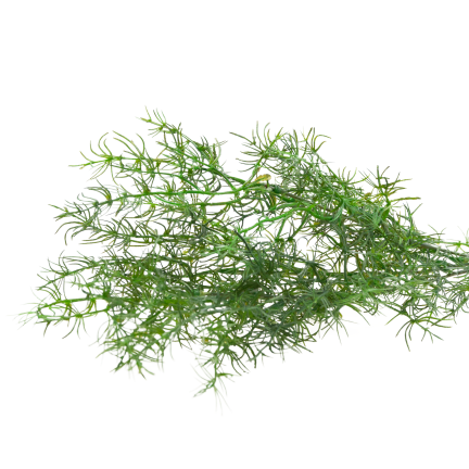 Dekorativer Spargelzweig, Kunstblumen, als Ergänzung für Blumensträuße, 80 cm