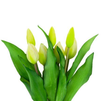 CV18674-1 TULIPS BUNCH Gummier Gummi als lebendes Silikon WEISS ECRU