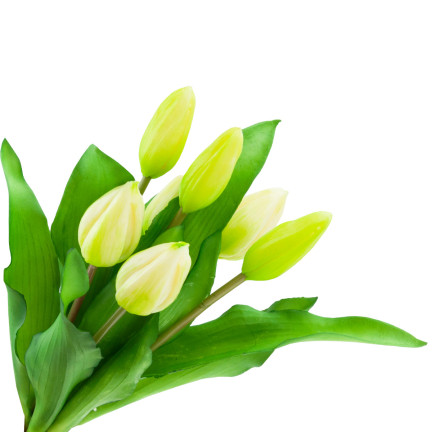 CV18674-1 TULIPS BUNCH Gummier Gummi als lebendes Silikon WEISS ECRU