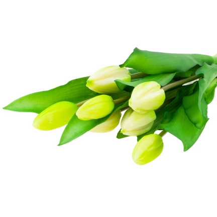 CV18674-1 TULIPS BUNCH Gummier Gummi als lebendes Silikon WEISS ECRU