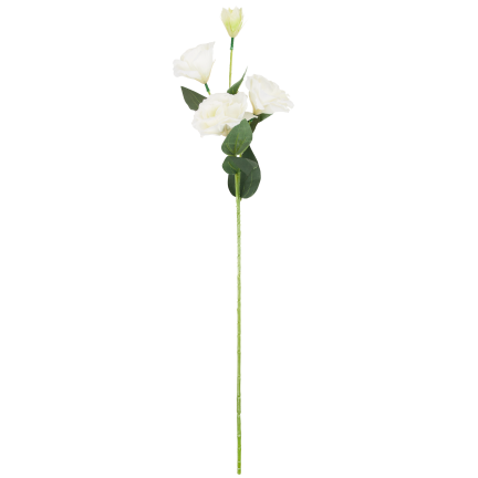 CV21840-1 Eustoma, Zweig mit 4 Blütenständen, zarte weiße Wildrose