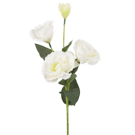 CV21840-1 Eustoma, Zweig mit 4 Blütenständen, zarte weiße Wildrose