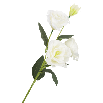 CV21840-1 Eustoma, Zweig mit 4 Blütenständen, zarte weiße Wildrose