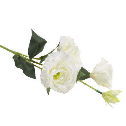 CV21840-1 Eustoma, Zweig mit 4 Blütenständen, zarte weiße Wildrose
