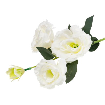 CV21840-1 Eustoma, Zweig mit 4 Blütenständen, zarte weiße Wildrose