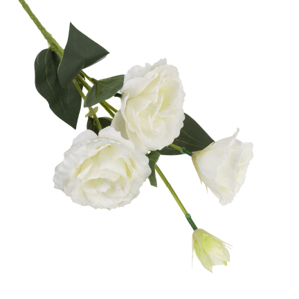 CV21840-1 Eustoma, Zweig mit 4 Blütenständen, zarte weiße Wildrose
