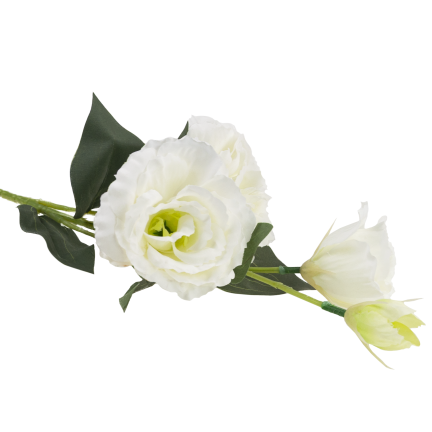 CV21840-1 Eustoma, Zweig mit 4 Blütenständen, zarte weiße Wildrose