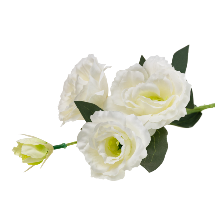 CV21840-1 Eustoma, Zweig mit 4 Blütenständen, zarte weiße Wildrose