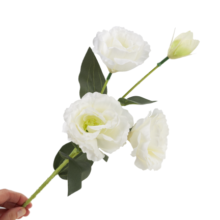 CV21840-1 Eustoma, Zweig mit 4 Blütenständen, zarte weiße Wildrose