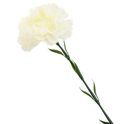 CV22527-1 NELKE EINZELNE BLUME WEISS SCHÖN