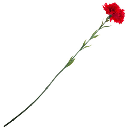CV22527-6 NELKE EINZELNE BLUME ROT SCHÖN