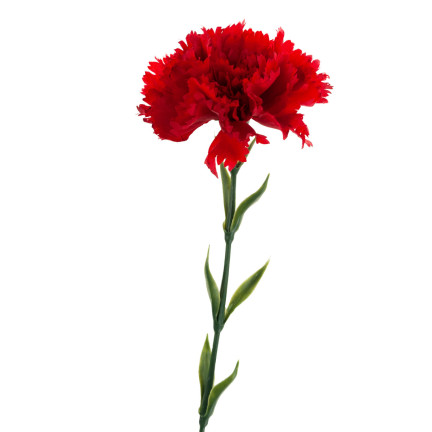 CV22527-6 NELKE EINZELNE BLUME ROT SCHÖN
