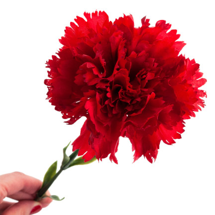 CV22527-6 NELKE EINZELNE BLUME ROT SCHÖN