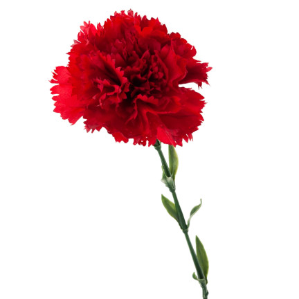 CV22527-6 NELKE EINZELNE BLUME ROT SCHÖN