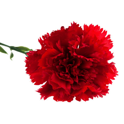 CV22527-6 NELKE EINZELNE BLUME ROT SCHÖN