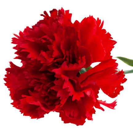 CV22527-6 NELKE EINZELNE BLUME ROT SCHÖN