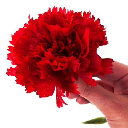 CV22527-6 NELKE EINZELNE BLUME ROT SCHÖN