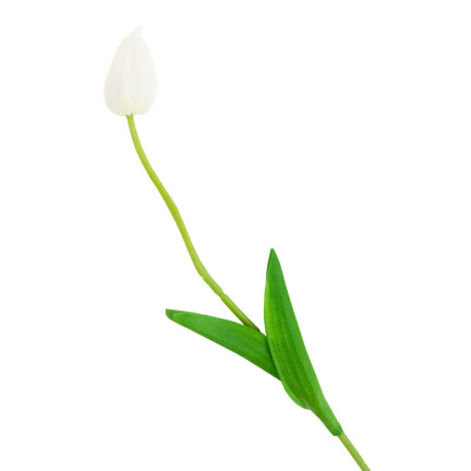 CV26799-1 KÜNSTLICHE TULIPANEN GUMMED WHITE SCHÖN WIE LIVE PIANO TULIPS Schilf