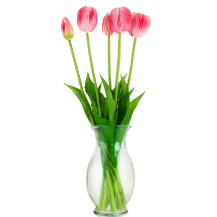 CV31218-7 BUCHASE VON TULIPS GUMA PUSH x 5 REALISTISCH PERFORIERT rosa