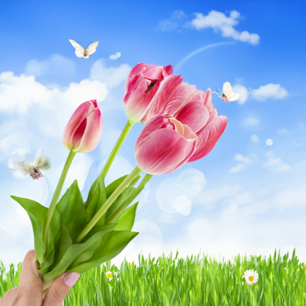 CV31218-7 BUCHASE VON TULIPS GUMA PUSH x 5 REALISTISCH PERFORIERT rosa