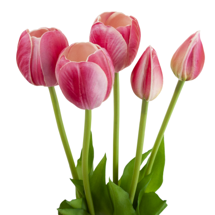 CV31218-7 BUCHASE VON TULIPS GUMA PUSH x 5 REALISTISCH PERFORIERT rosa